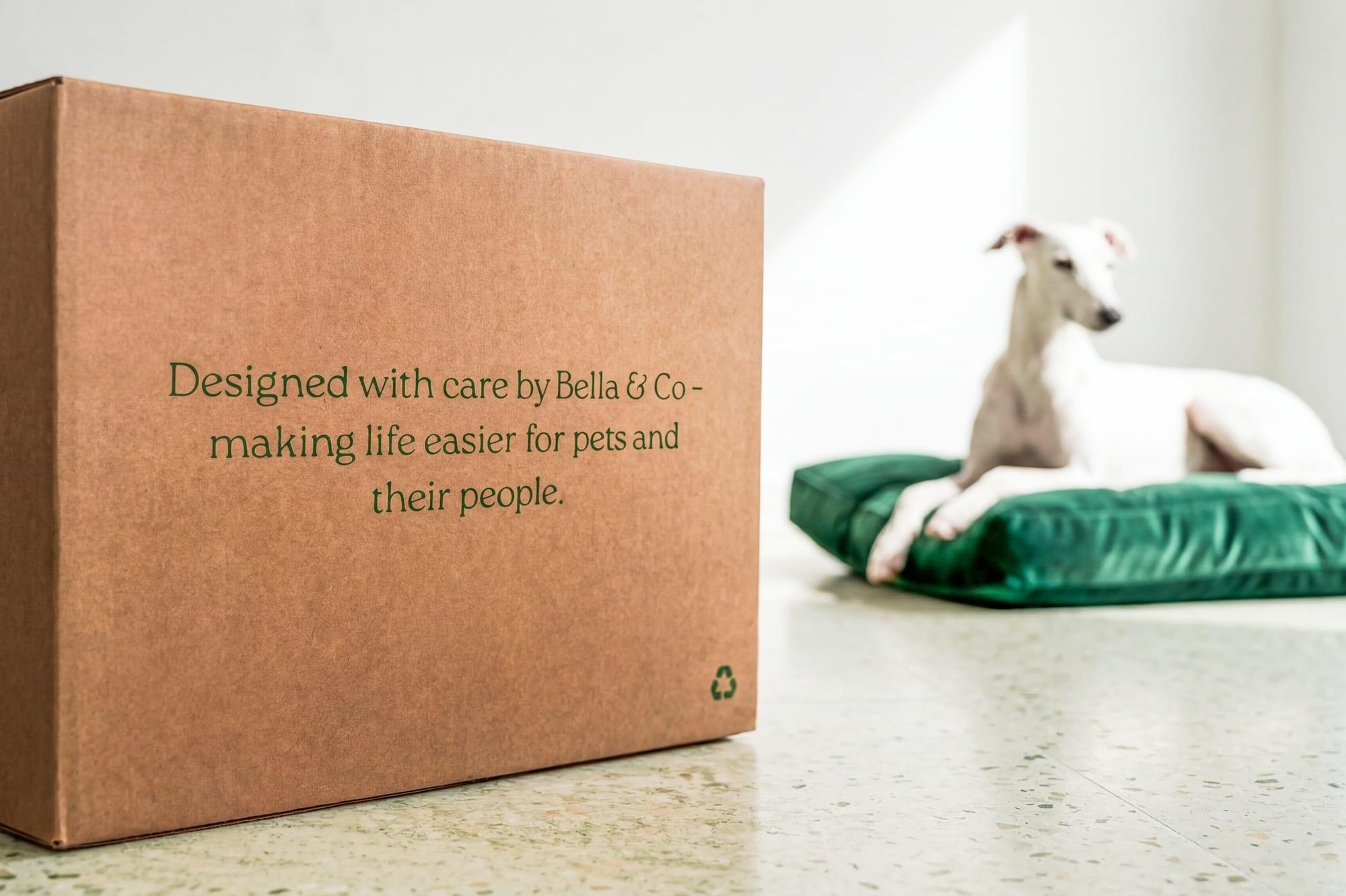 A dog resting at home near a green cushion, settling into a new routine