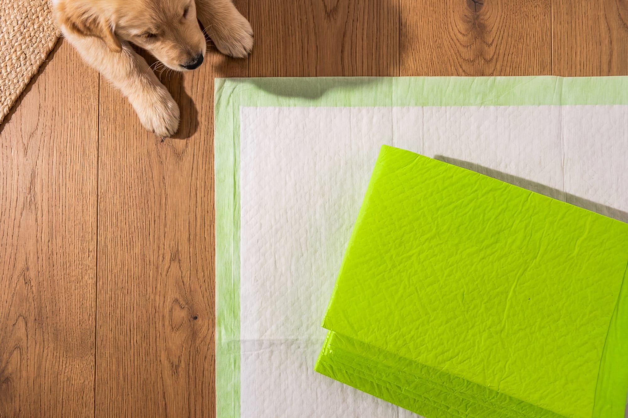 Whippet paws resting on a fresh Pee Pad